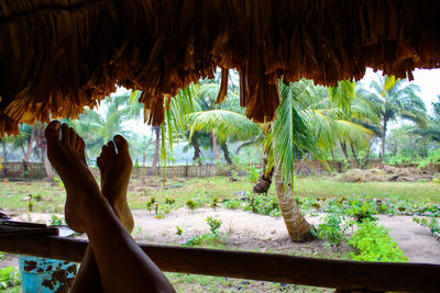 Low section of woman on bare trees