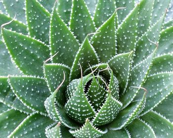 Close-up of prickly pear cactus