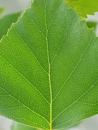 Close-up of green leaf