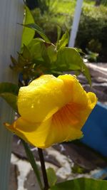 Close-up of yellow flowering plant