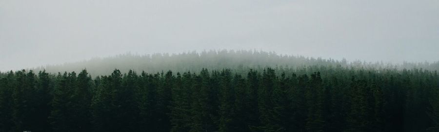 Trees in forest