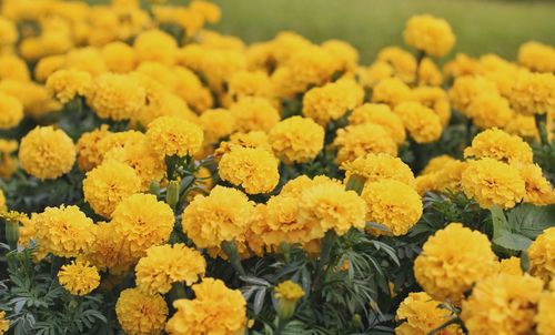 Close-up of yellow flowers