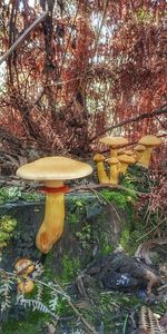 Mushroom growing in forest