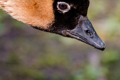 Close-up of a bird looking away