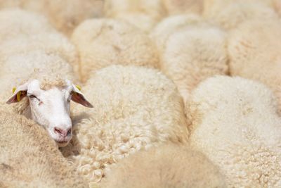 Close-up of a sheep