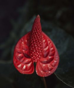 Close-up of red rose flower