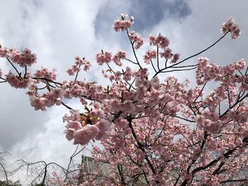 Low angle view of cherry blossoms against sky