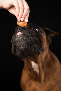 A german boxer dog takes a dog treat from the hands of its owner close-up on a black background