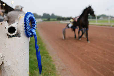 Close-up of horse