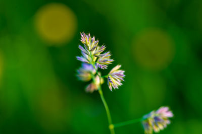 Close-up of purple flowering plant