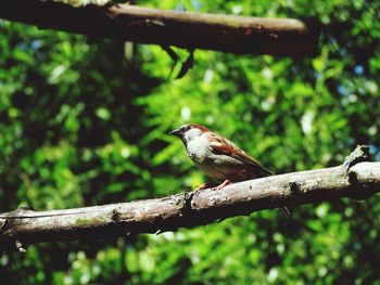 Bird perching on a tree