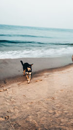 Dog on beach