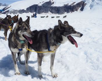 Huskies on snow covered land