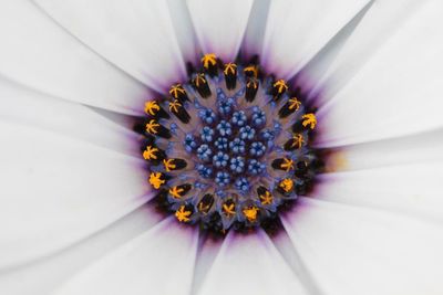 Close-up of flower over white background