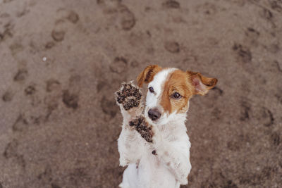 High angle portrait of a dog