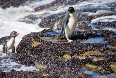 Penguins at beach during winter