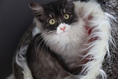 Close-up portrait of a cat