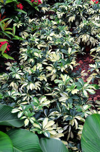 High angle view of flowering plants in garden