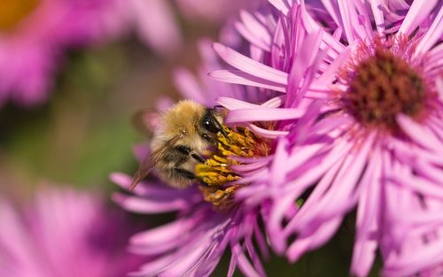 Close-up of bee pollinating on pink flower