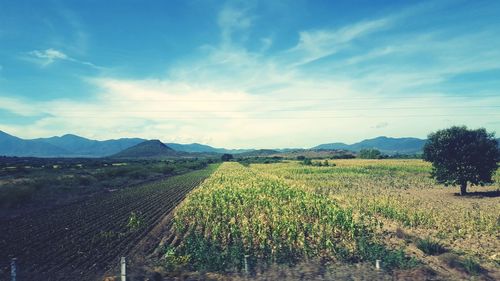 Scenic view of vineyard against sky