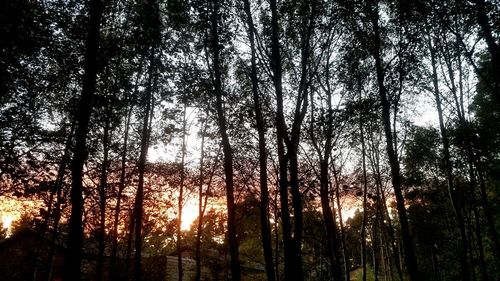 Low angle view of silhouette trees at sunset