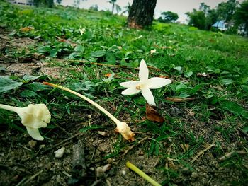 Close-up of white flowering plants on land