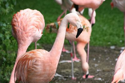 Flamingos on field