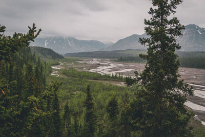 Denali national park, alsaka, nature, landscape, wilderness