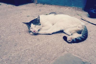 Cat sleeping outdoors