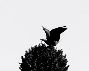 Low angle view of eagle flying against clear sky