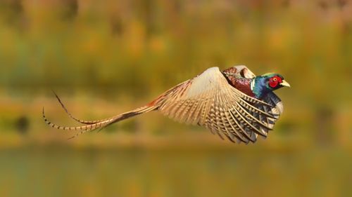 Close-up of bird flying against blurred background