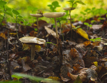 fungus