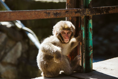 Portrait of monkey sitting by railing in zoo