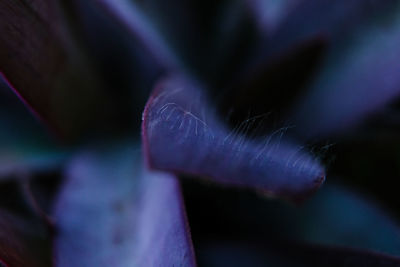 Close-up of purple flower