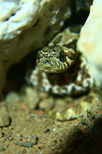 Close-up of lizard on rock