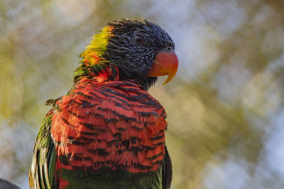 Lorikeet profile portrait, light illuminating his head feathers