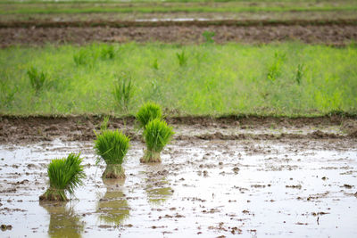 Plants growing in field