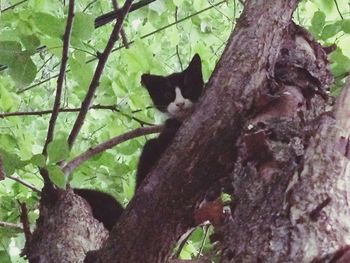 Cat sitting on tree trunk