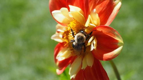 Close-up of bee pollinating on flower