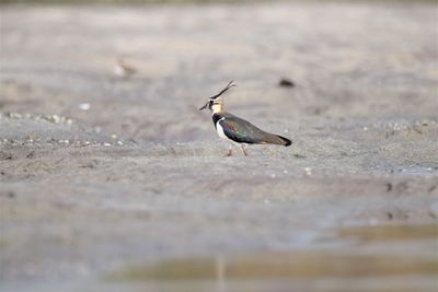 Northern lapwing