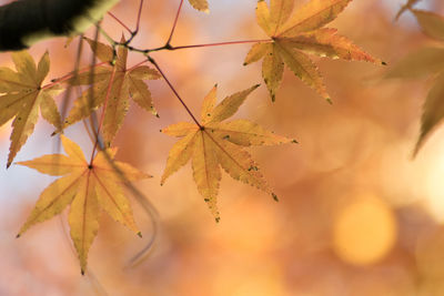 Close-up of maple leaves