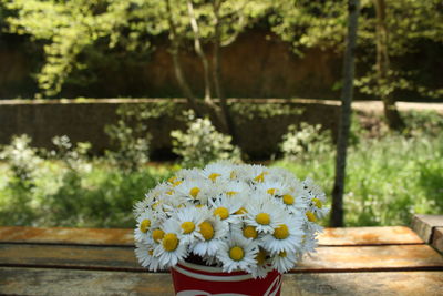 Close-up of white daisy flowers in park