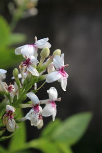 Close-up of white flowering plant