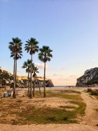 Palm trees on beach against clear sky