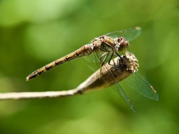 Close-up of dragonfly on leaf