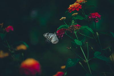 Close-up of butterfly pollinating on flower