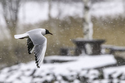 Bird flying over snow