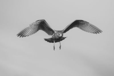 Bird flying in the sky