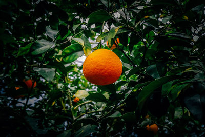 Close-up of orange fruits on tree