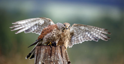Male and female kestrel squabbling over a mouse
